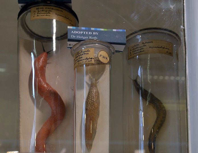 Museum specimen jars