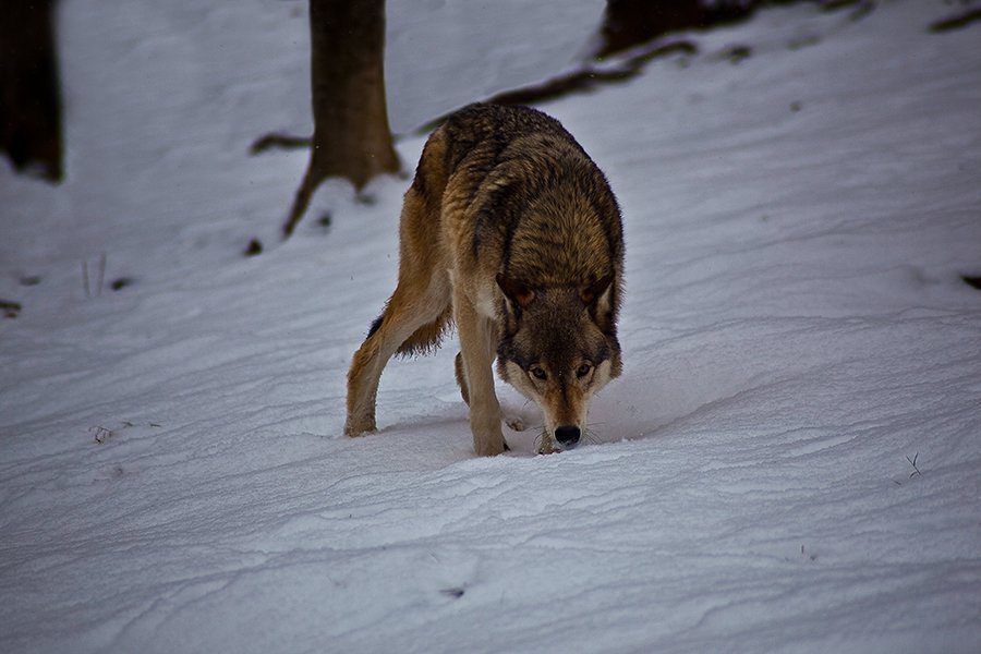 Wolf searching in snow