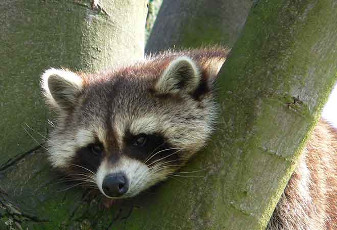 Like this raccoon, Thean See Xien was bored, so he decided to sing national anthems. We realise this does not help the raccoon due to the fact they can't sing. (Photo: Wikimedia)