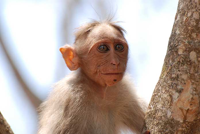 Dave the macaque ponders if banana jeans come in his size and are they edible.