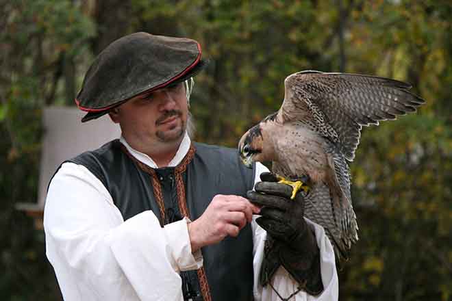 The arrival of the Robird drone could spell the end for falconers, falcons, falconer outfitters and people who make large padded leather gloves. (Photo: Wikimedia)