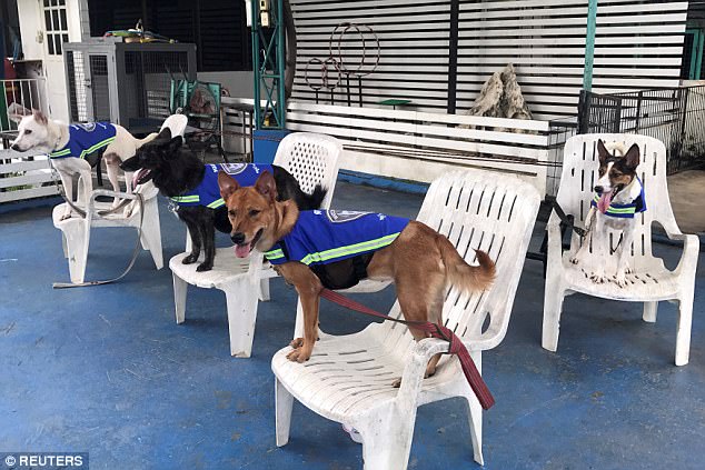 I'm Chase, no I'm Chase! Thai pooches test out a prototype smart vest. (Photo: Reuters)