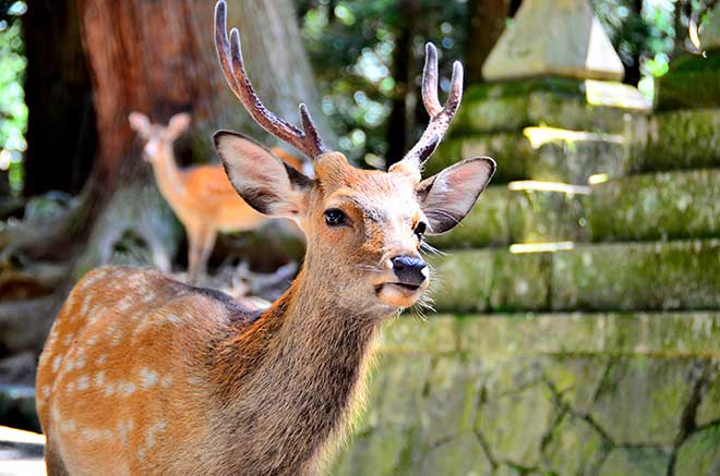 Undeniably cute but not the brightest. Barking trains could be the best friend a Sika deer ever had. (Photo: Wikimedia)