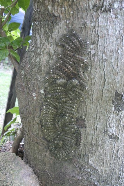 Lonomia obliqua caterpillars clustered on a <a href=