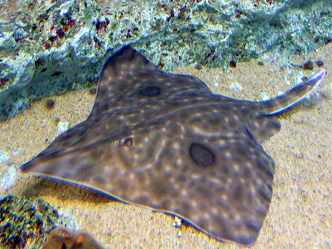Bladder? Who needs a bladder, totally over-rated! The Skate fish has no bladder which means it excretes uric acid through its skin. (Photo: Wikimedia/OpenCage.info)