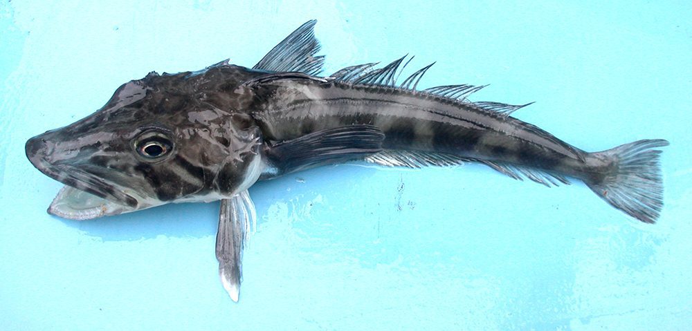 Chionodraco rastrospinosus (Ocellated icefish). Photo taken close to the South Shetland Islands. (Wikimedia Commons/ Valerie Loeb)