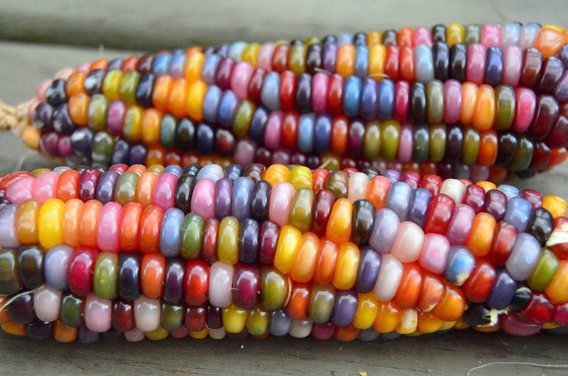 Glass Gem Corn is much more than a pretty picture. The re-discovery of rainbow corn helped restore a precious part of Cherokee heritage to the <a href=