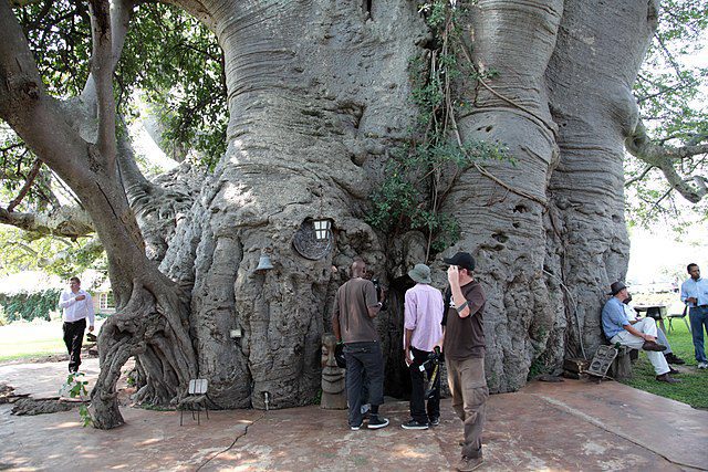 Sunland Baobab, Limpopo, South Africa (Photo: Wikimedia/South African Tourism)