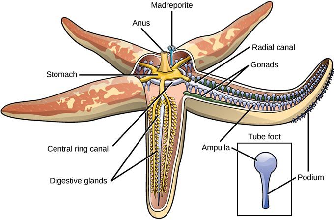 Anatomy of a starfish. (Image: Wikimedia/CNX OpenStax)