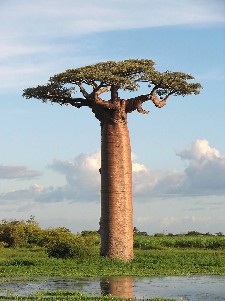 Adansonia grandidieri, or Grandfather's Baobab, near Morondava, Madagascar (Photo: Wikimedia/Bernard Gagnon).