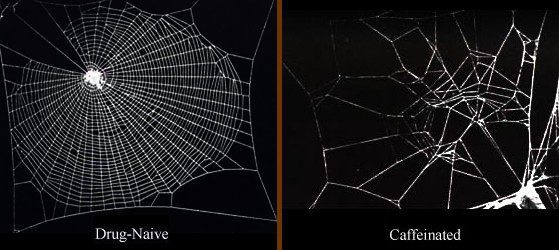 Comparing the web building abilities of an undrugged spider with one given a dosage of caffeine shows a marked difference. (Image: Wikimedia/Astronaut)