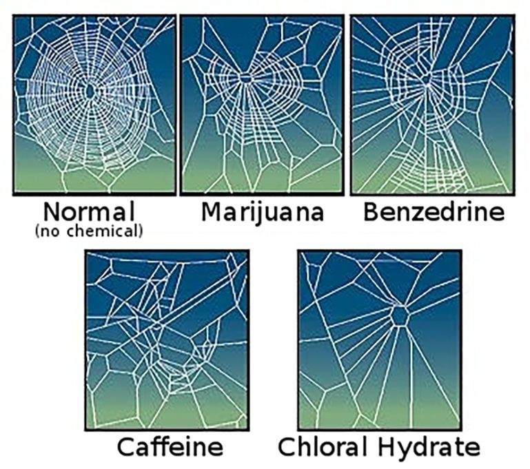 The effect of drugs on spider web construction, 1995. (Photo: Wikimedia Commons/NASA)