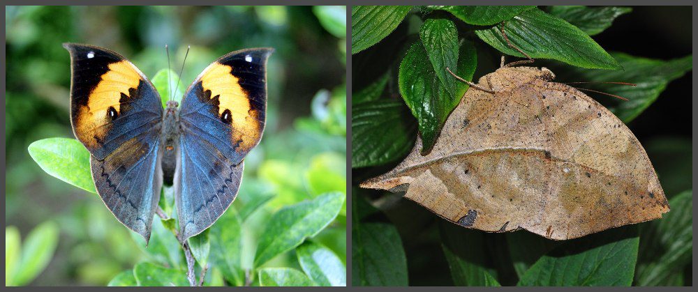 The oakleaf or dead leaf butterfly has beautiful orange and deep blue bands on its wings when they're open. But when the wings are closed, they resemble the veins of a dry leaf. (Photo of upper side: Wikimedia Commons/岡部碩道, Photo of underside: Wikimedia Commons/Quartl)