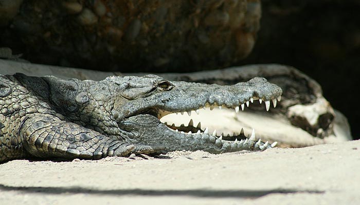 Nile crocodile, photograph taken in Zoo Basel (Switzerland). The Nile crocodile is an example of a polyphyodont. (Photo: Wikimedia/Patrick Buergler)