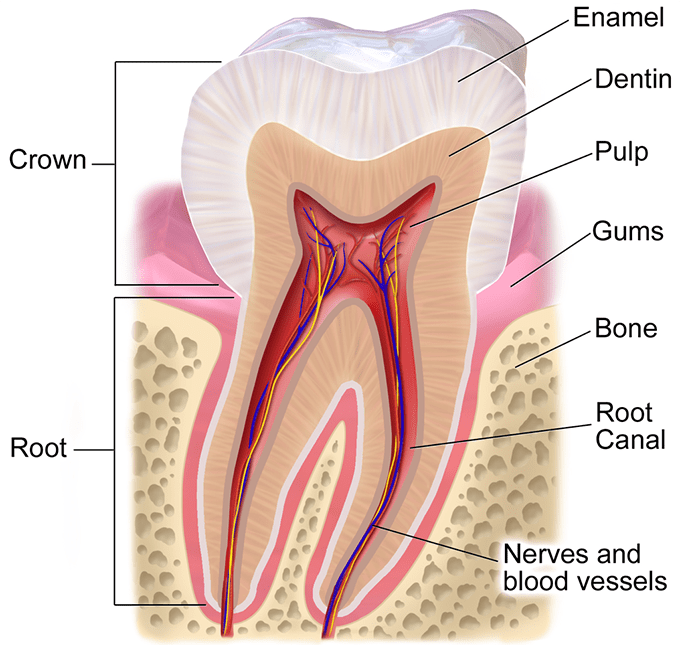 Parts of a tooth, including the enamel (cross section). (Image: Blausen.com)