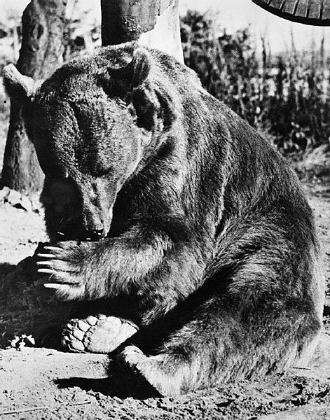  Wojtek (Voytek) the Syrian bear adopted by the 22 Artillery Support Company (Army Service Corps, 2nd Polish Corps) relaxing at Winfield Aerodrome on Sunwick Farm, near Hutton in Berwickshire, the unit's temporary home after the war. (Photo: Wikimedia/Imperial War Museum)
