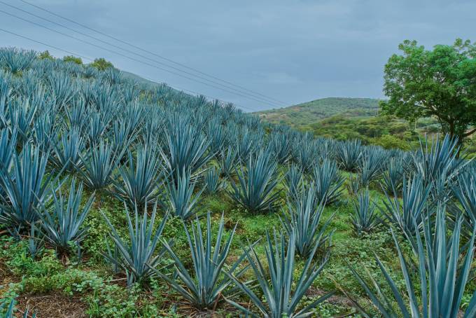 A field of blue agave on a plantation harvesting the crop for tequila production. (Photo: Shutterstock/German Zuazo Mendoza)