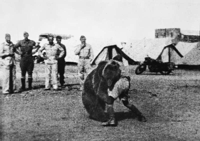 Troops of the Polish 22 Transport Artillery Company (Army Service Corps, 2nd Polish Corps) watch as one of their comrades play wrestles with Wojtek (Voytek) their mascot bear during their service in the Middle East. (Photo: Wikimedia)