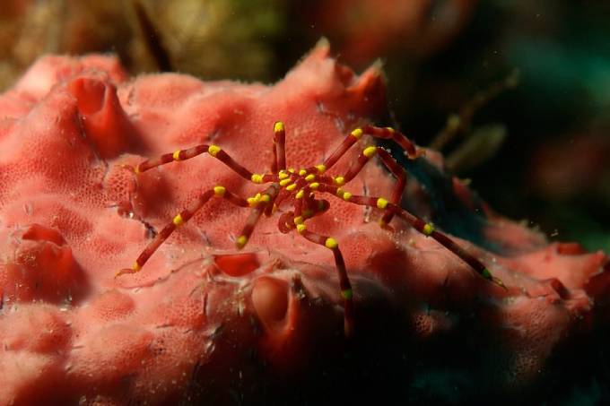 Yellow Kneed Sea Spider-Calipallenid pycnogonid. (Photo: Wikimedia/Flickr/Sylke Rohrlach)