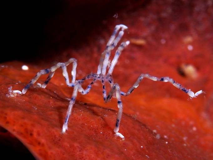 Sea Spider, Anilao, Philippines. (Photo: Wikimedia/Flickr/Rickard Zerpe)