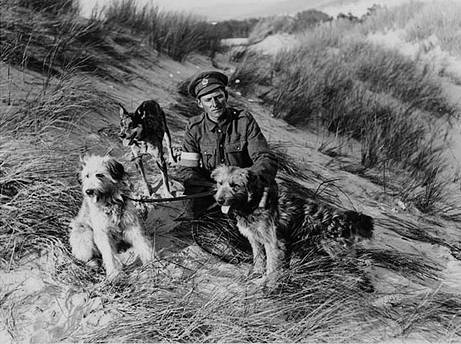 British messenger dogs with their handler, France, during World War I. A British soldier holds three dogs which were trained to carry messages between the lines and command during World War I. Usually the dogs had been strays, so one particular breed of dog could be not preferred. Generally, however, traditional working breeds, such as collies, retrievers, or large terriers, were chosen for messenger work. (Photo: National Library of Scotland)