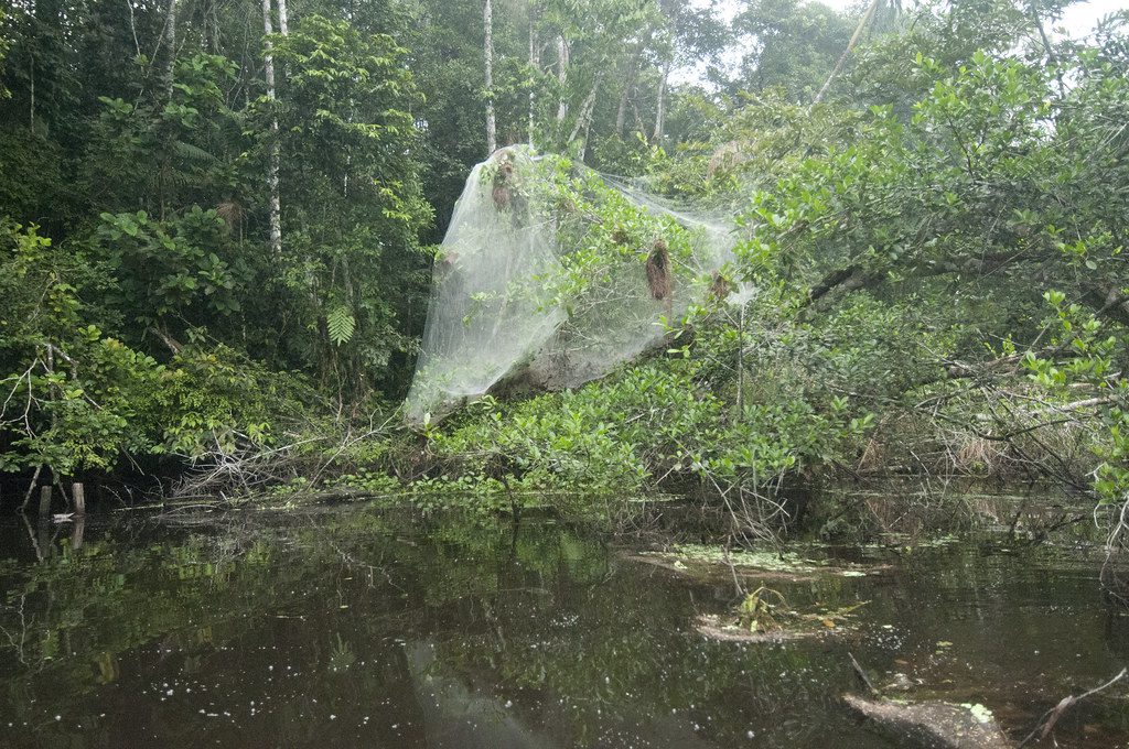 Neotropical Social Spiders net, Yasuni National Park, Ecuador