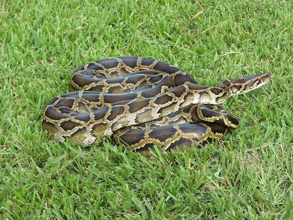A large python coiled in the grass.