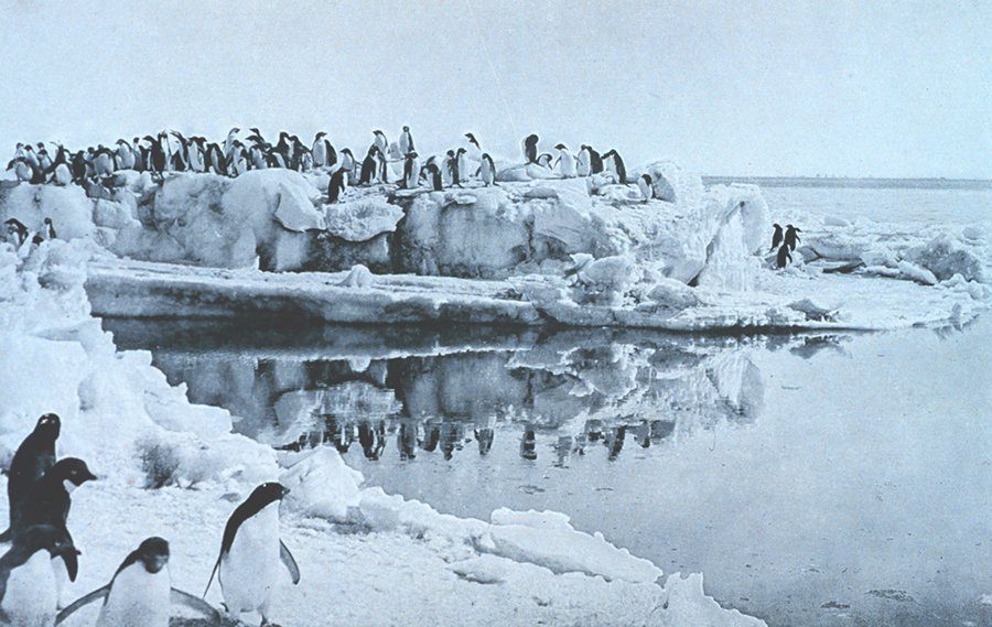 Levick's Adélie Penguins