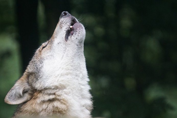 wolf howling