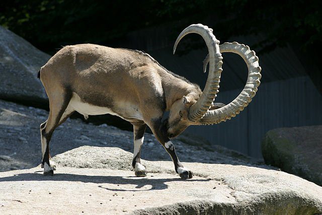 Mmmm yummy! Ötzi loved nothing better than tucking into a barbecued Ibex. Scientists have revealed that this was part of his last meal before death. (Photo: Wikimedia)