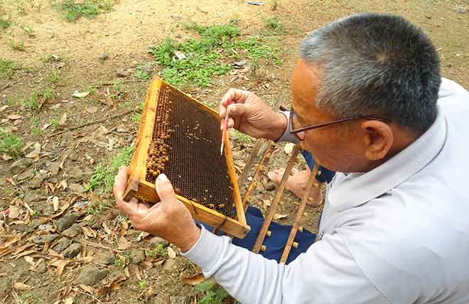 Despite persistent lobbying Haruto's 'Office Bees' initiative failed to get the greenlight. (Photo: Wikimedia)