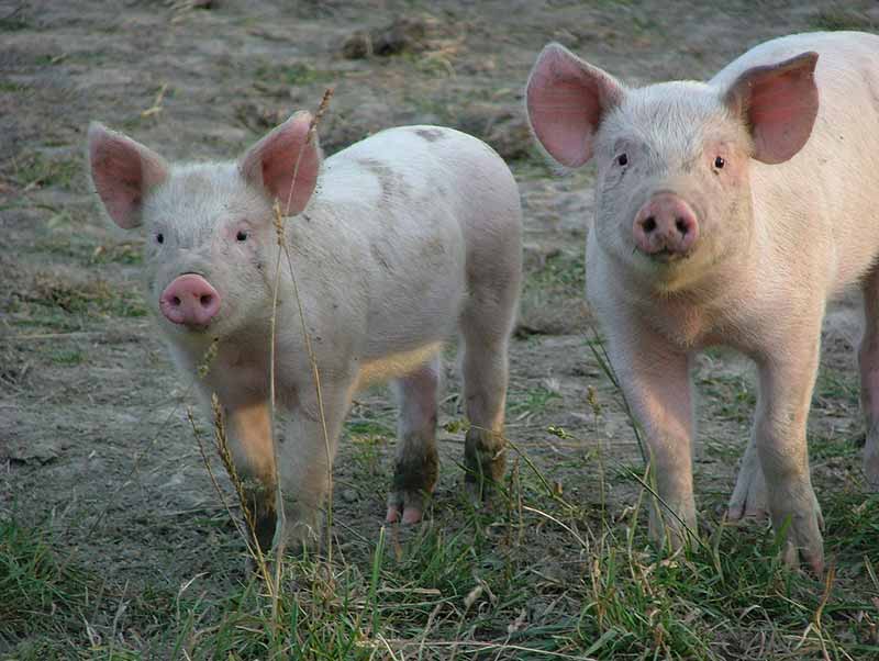 Two piglets, more commonly known as dinner in Pewsey Fire station, England. (Photo: Flickr/A.Sparrow)