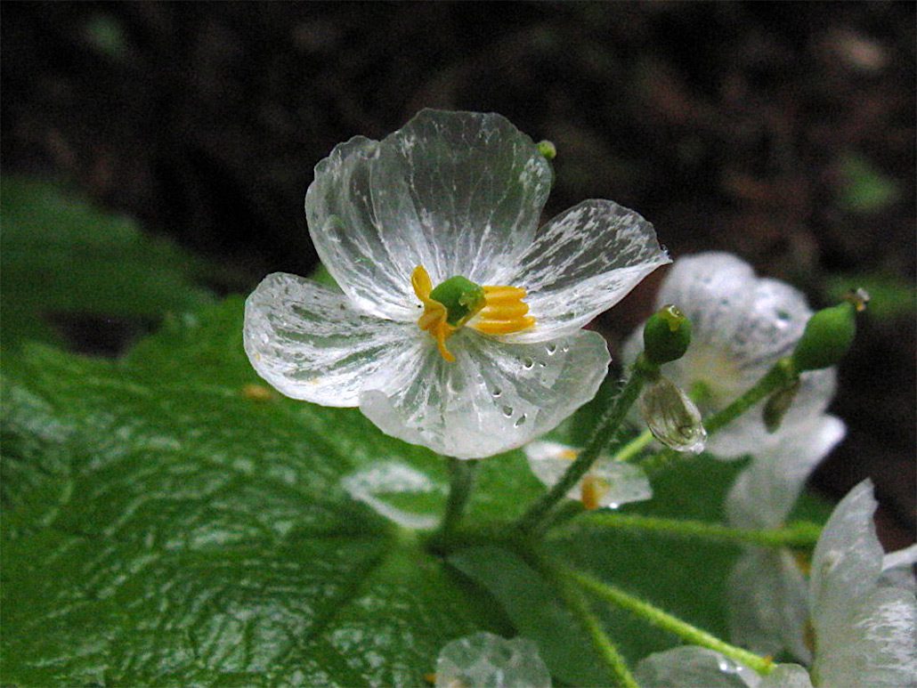 The skeleton flower, or Diphylleia Grayi, undergoes a beautiful transformation when it rains. (Photo: Yamaiki)