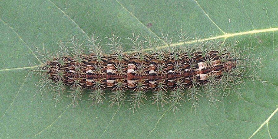 Lonomia obliqua is the deadliest caterpillar in the world. Native to South America it Bristles with hollow hairs that can puncture the skin of a grown man and inject a flow of deadly toxins. (Photo: Wikimedia/Centro de Informações Toxicológicas de Santa Catarina)