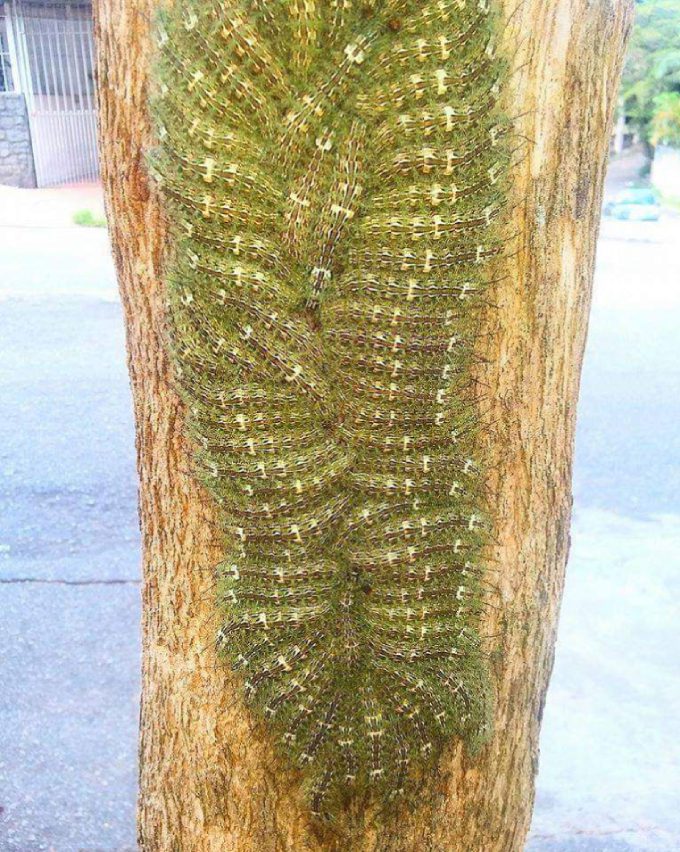 This potentialy deadly cluster of Lonomia obliqua observed in Brazil could be the key to medical advances in anti-blood clotting agents.