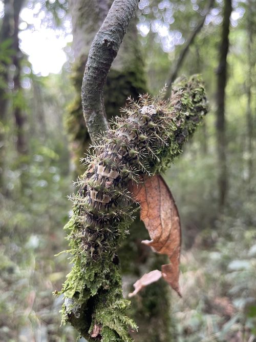 Lonomia obliqua observed in Brazil