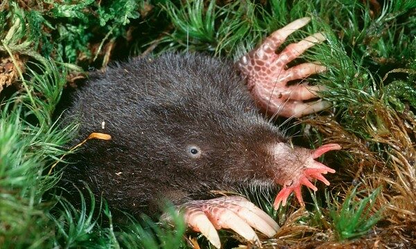 The star nosed mole is the fastest forager in the world. How fast? A star node mole has been observed finding and eating prey in just 120 milliseconds. (Photo: Flickr/gordonramsaysubmissions)