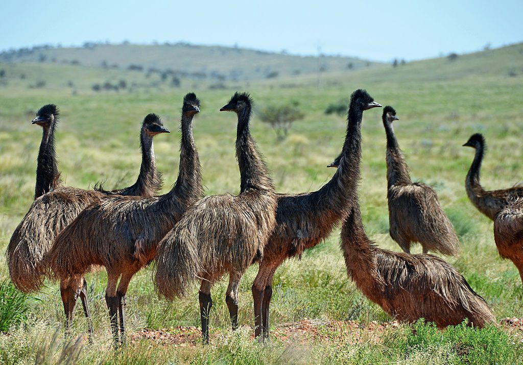 In 1932, the Australian army met it's match in battle. They were tasked with eradicating emus to prevent damage to farmland in the Campion District of Western Australia. The emus are still there. (Photo: Wikimedia/Chudditch)