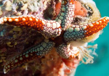 The Grotesque Answer to How Do Starfish Eat?