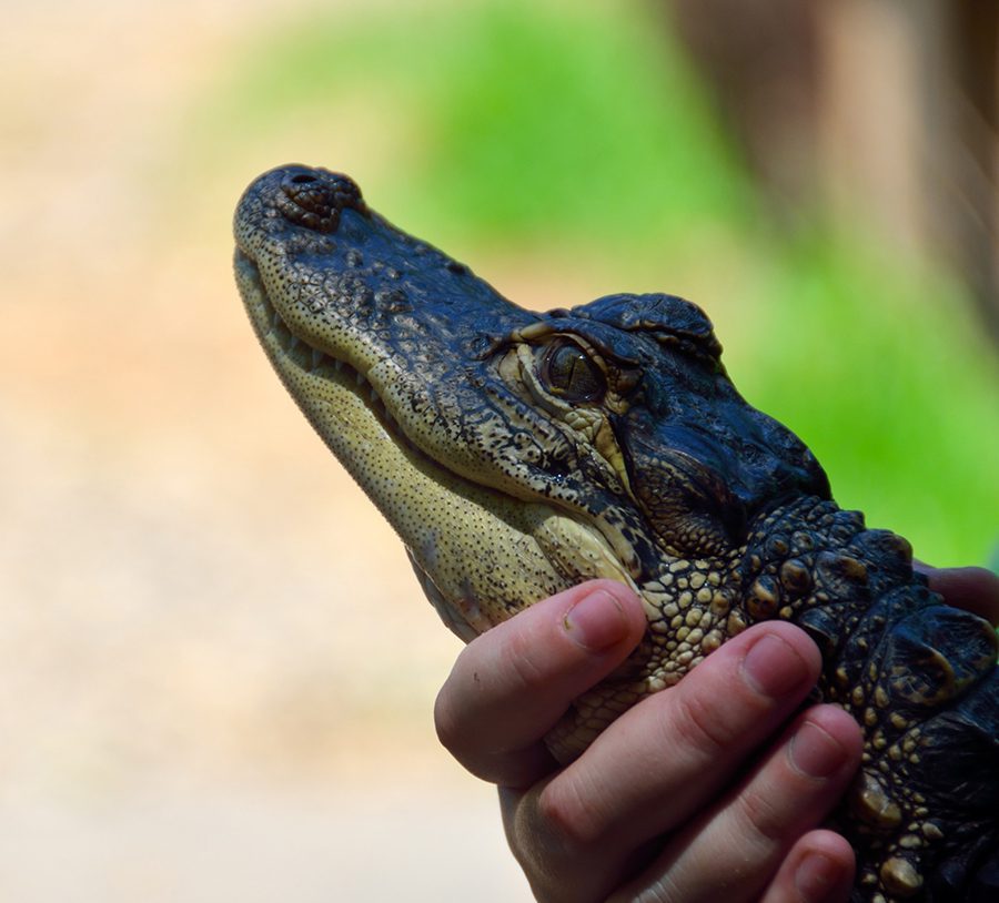 A person holding a pet alligator. (Photo: PublicDomainPictures.net/Paul Brennan)