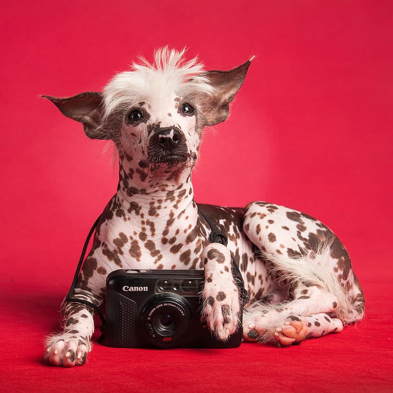 are peruvian dogs hairless