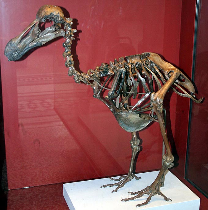 A composite dodo skeleton (Raphus cucullatus) contructed from bones found in the Mare aux Songes and now displayed at the Natural History Museum, London, England. (Wikipedia/Heinz-Josef Lücking)