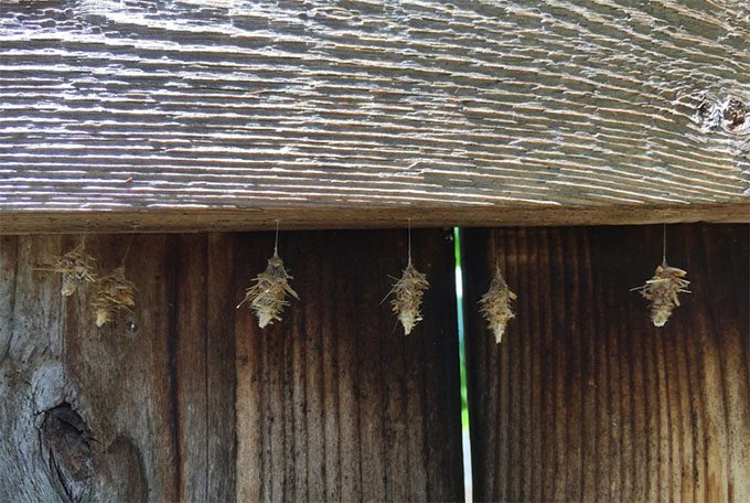 A group of Bagworm moth caterpillars hanging from a fence (Photo: Flickr/Scot Nelson)