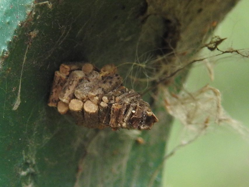 Bagworm moth caterpillar in its case of branches and twigs. (Photo: Wikimedia Commons/Biswas.rishov)