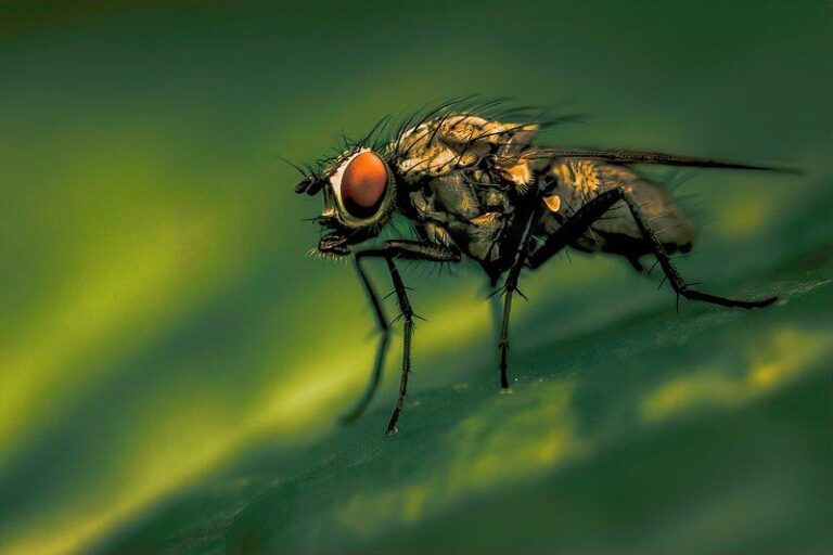 Do Flies Sleep? OddFeed