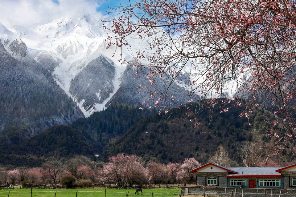 Related to the Chinese Red Delicious, extreme temperature fluctuations and an abundance of UV light, in the mountainous region of Nyingchi, provide a unique growing environment for the Black Diamond apple. (Photo: Pixabay/雪点披茅)