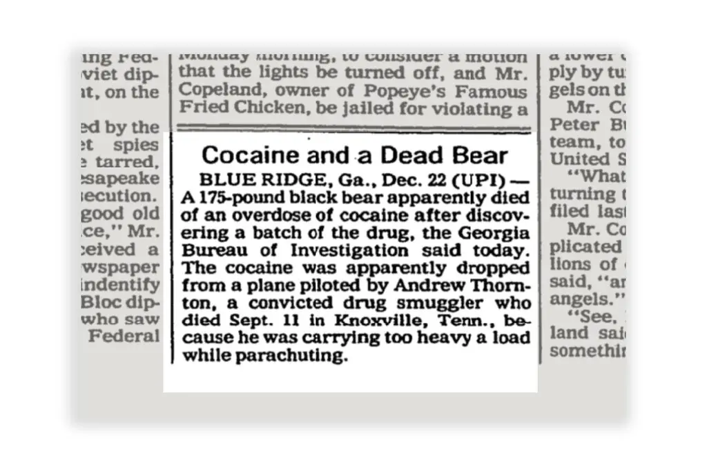Cocaine bear featured in a United Press International article in The New York Times, December 1985.