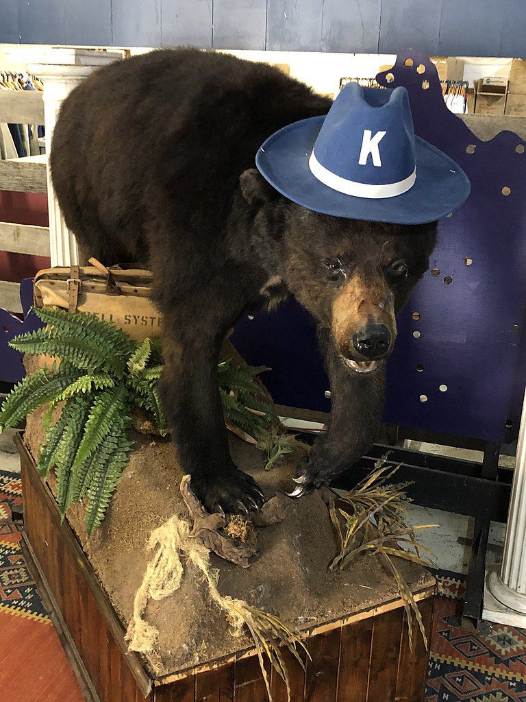 Cocaine Bear at the Kentucky for Kentucky Fun Mall in August 2021