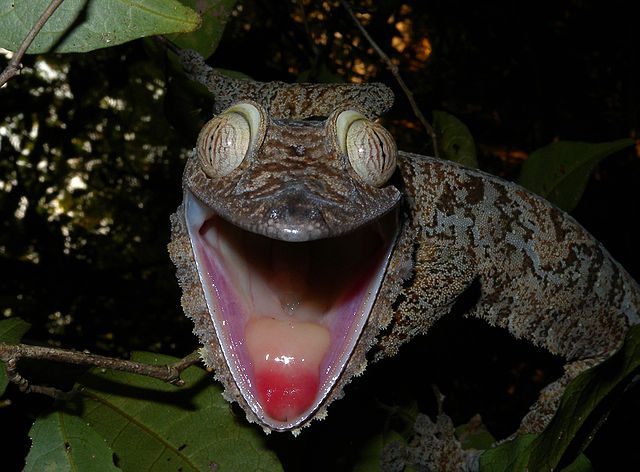 There are nine species of leaf-tailed gecko and an estimated dozen more that have still to be found. The Giant Leaf-tailed Gecko (Uroplatus fimbriatus) is easily observed on the island of Nosy Mangabe in the Bay of Antongil off Maroansetra. When alarmed, it opens its mouth largely, displaying its brilliant orange-red interior, presumably as a mean to deter predators. (Photo: Wikimedia/Frank Vassen)
