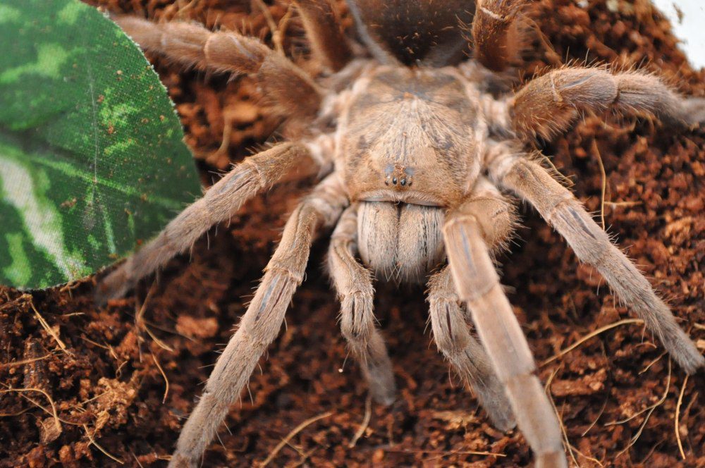 The bird eating spider is found in northern South America. (Photo: Needpix.com/Michael Stirling)